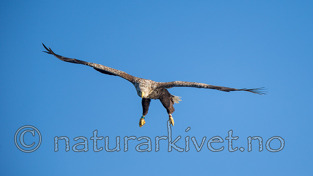 KA_160816_237 / Haliaeetus albicilla / Havørn