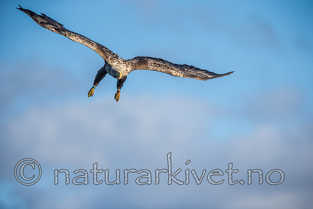 KA_160816_241 / Haliaeetus albicilla / Havørn
