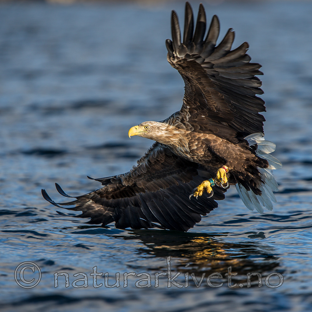 KA_160816_243 / Haliaeetus albicilla / Havørn