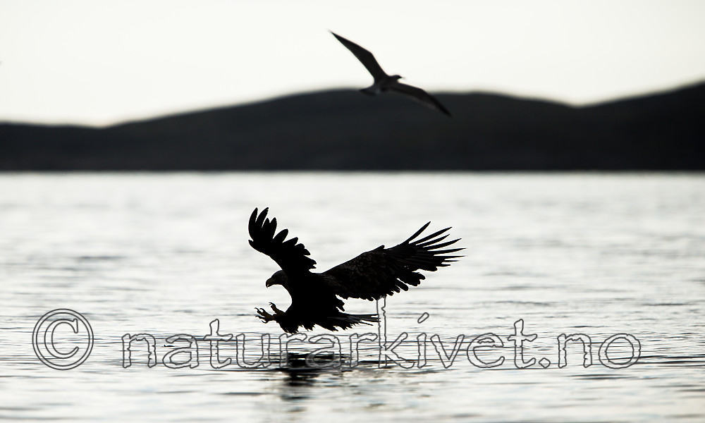 KA_160816_25 / Haliaeetus albicilla / Havørn