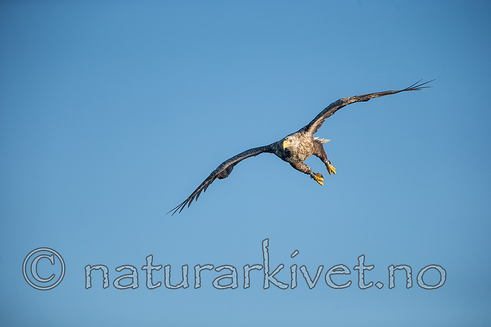 KA_160816_267 / Haliaeetus albicilla / Havørn