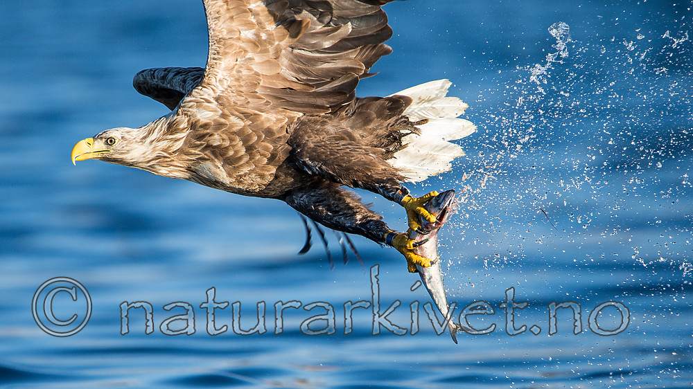 KA_160816_270 / Haliaeetus albicilla / Havørn