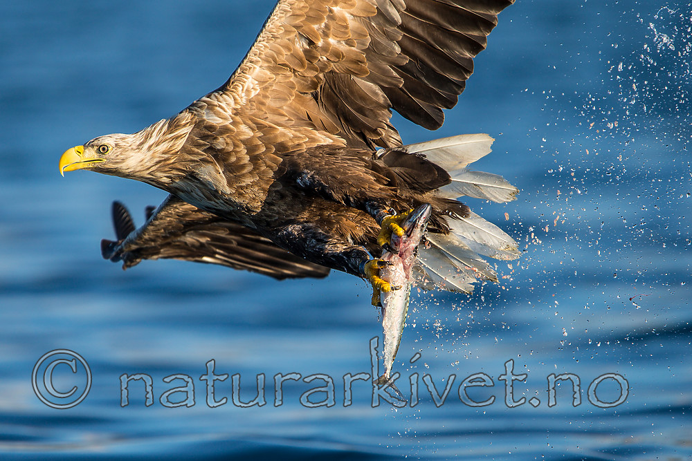 KA_160816_271 / Haliaeetus albicilla / Havørn