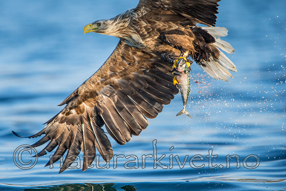 KA_160816_272 / Haliaeetus albicilla / Havørn