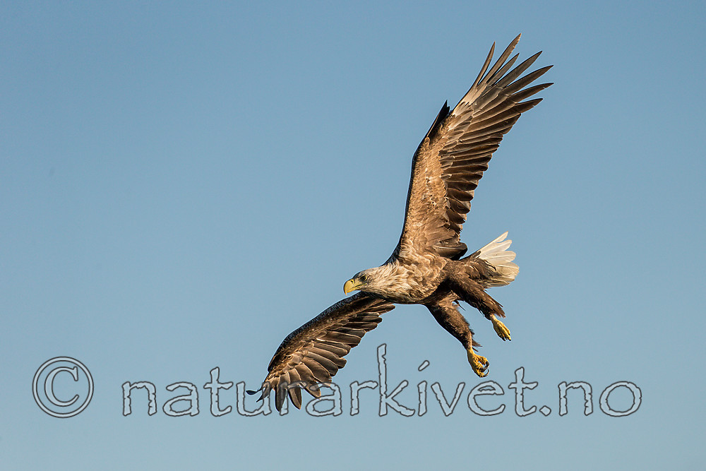 KA_160816_275 / Haliaeetus albicilla / Havørn