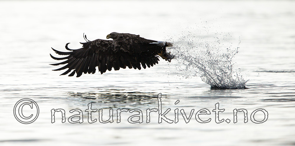 KA_160816_28 / Haliaeetus albicilla / Havørn