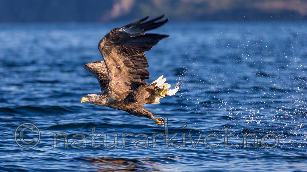 KA_160816_292 / Haliaeetus albicilla / Havørn