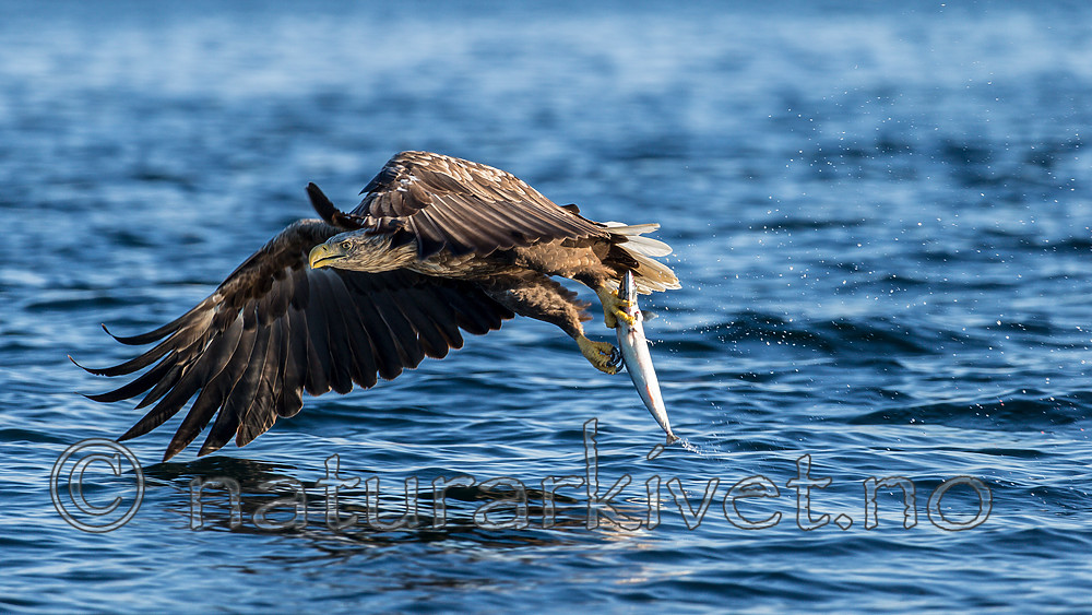 KA_160816_293 / Haliaeetus albicilla / Havørn