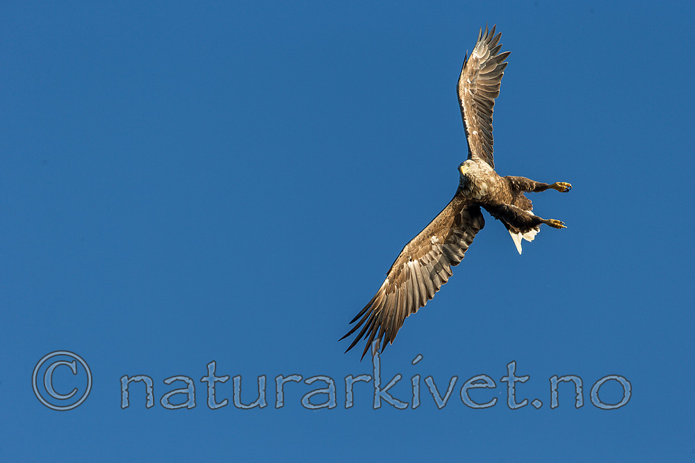 KA_160816_297 / Haliaeetus albicilla / Havørn