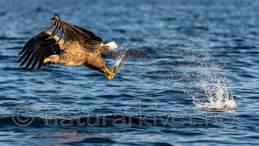 KA_160816_317 / Haliaeetus albicilla / Havørn