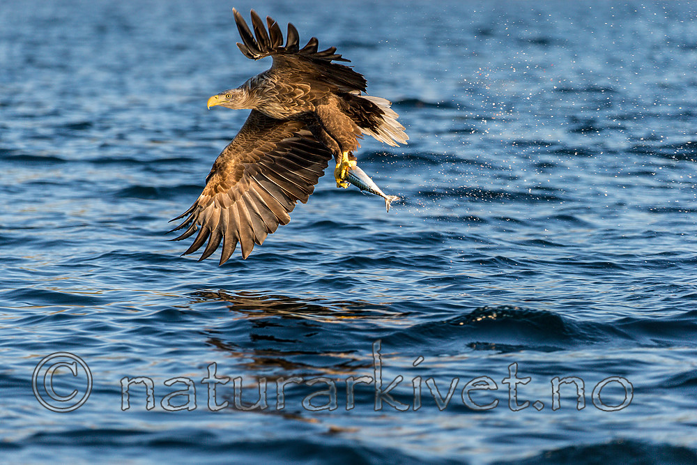 KA_160816_318 / Haliaeetus albicilla / Havørn