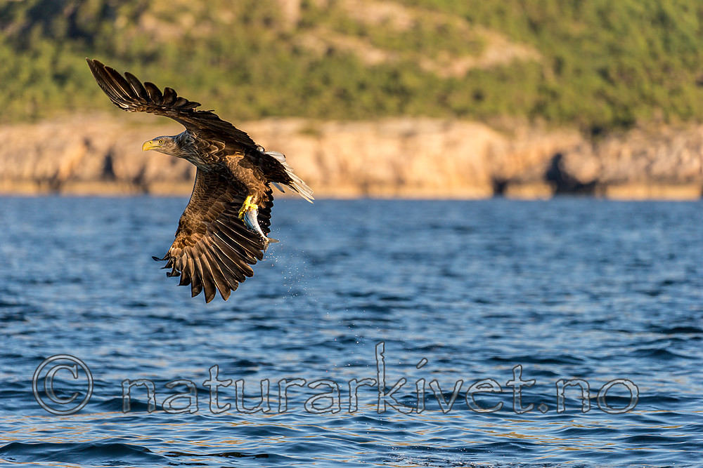 KA_160816_320 / Haliaeetus albicilla / Havørn