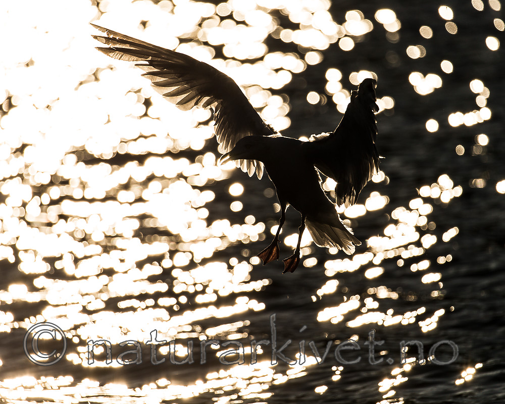 KA_160816_323 / Larus argentatus / Gråmåke