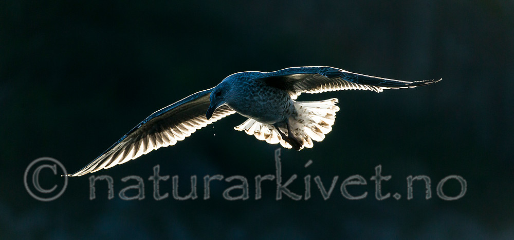 KA_160816_325 / Larus argentatus / Gråmåke