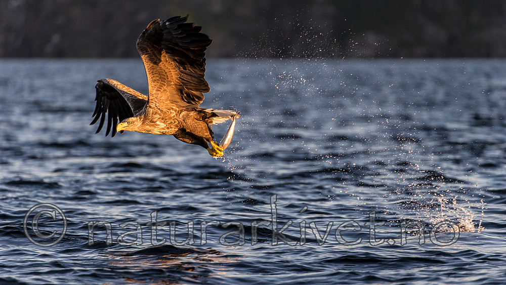 KA_160816_364 / Haliaeetus albicilla / Havørn