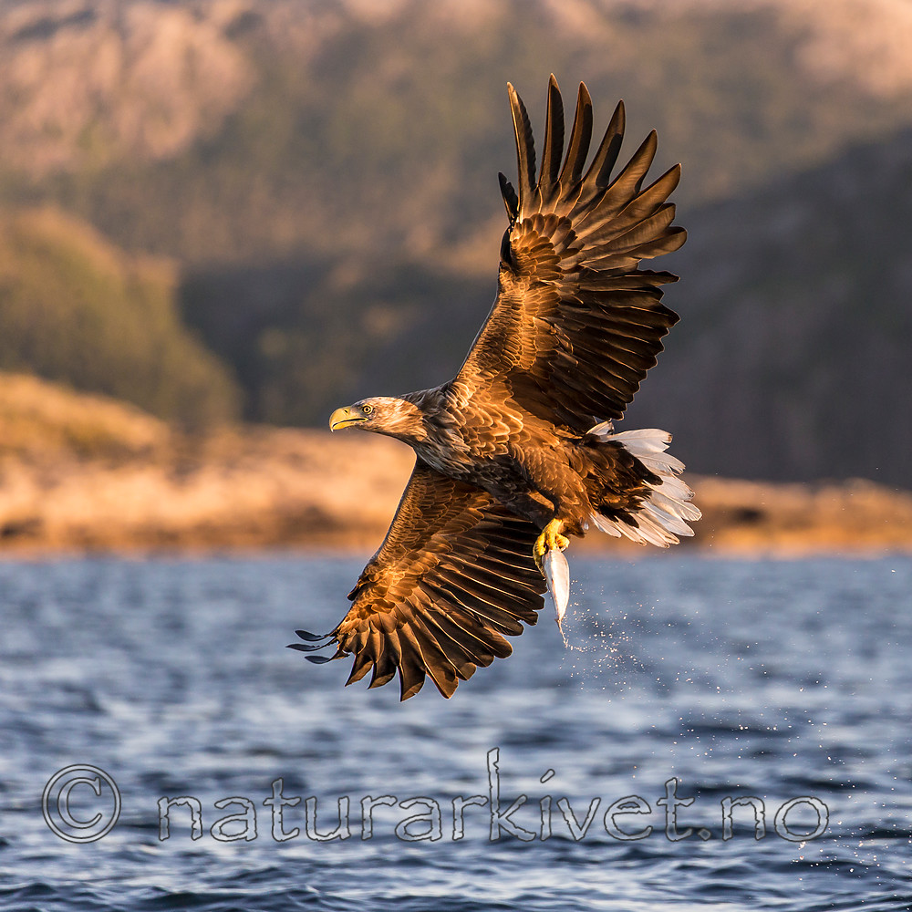 KA_160816_367 / Haliaeetus albicilla / Havørn