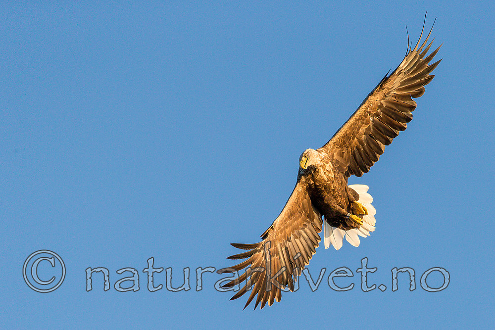 KA_160816_373 / Haliaeetus albicilla / Havørn