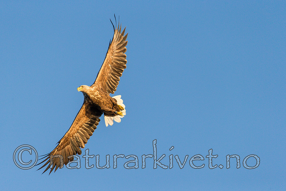 KA_160816_374 / Haliaeetus albicilla / Havørn