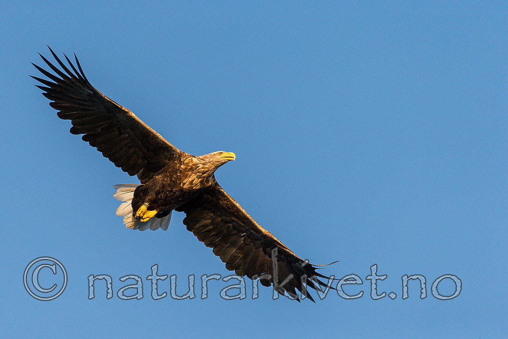 KA_160816_382 / Haliaeetus albicilla / Havørn