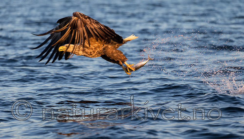 KA_160816_404 / Haliaeetus albicilla / Havørn