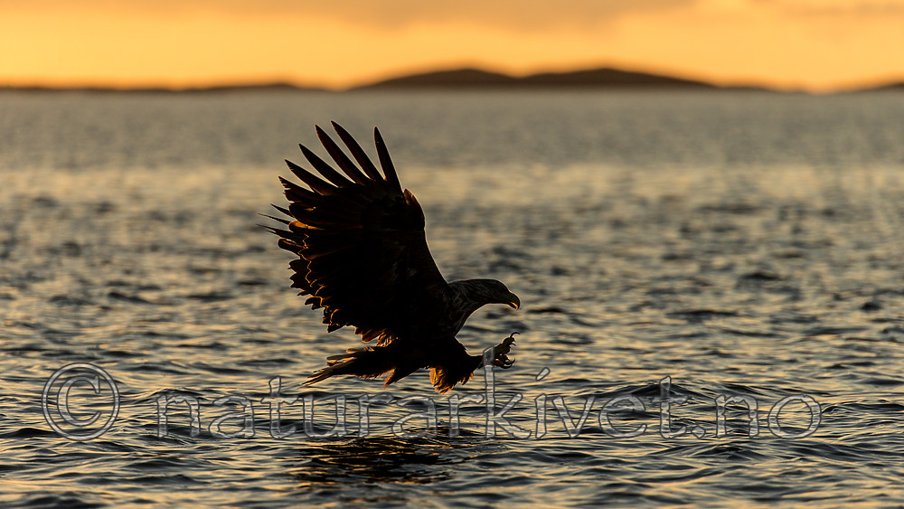 KA_160816_422 / Haliaeetus albicilla / Havørn
