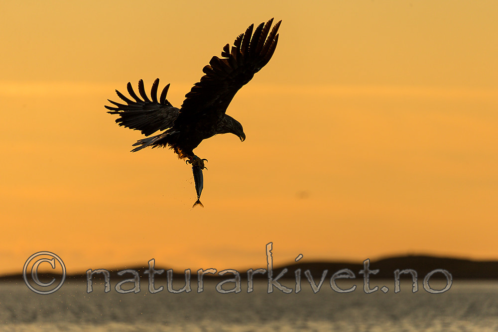 KA_160816_429 / Haliaeetus albicilla / Havørn