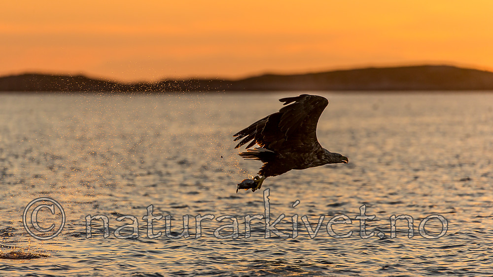 KA_160816_434 / Haliaeetus albicilla / Havørn