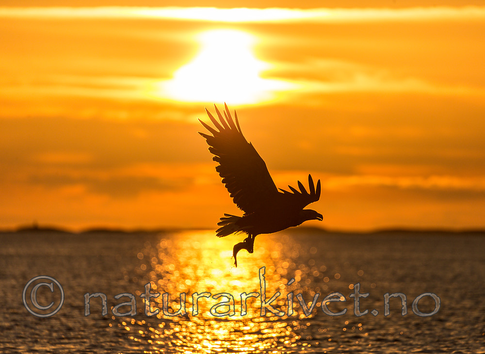 KA_160816_436 / Haliaeetus albicilla / Havørn