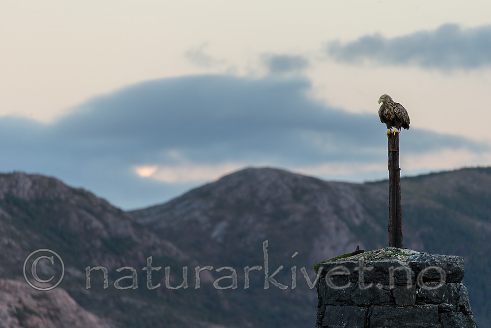 KA_160816_465 / Haliaeetus albicilla / Havørn