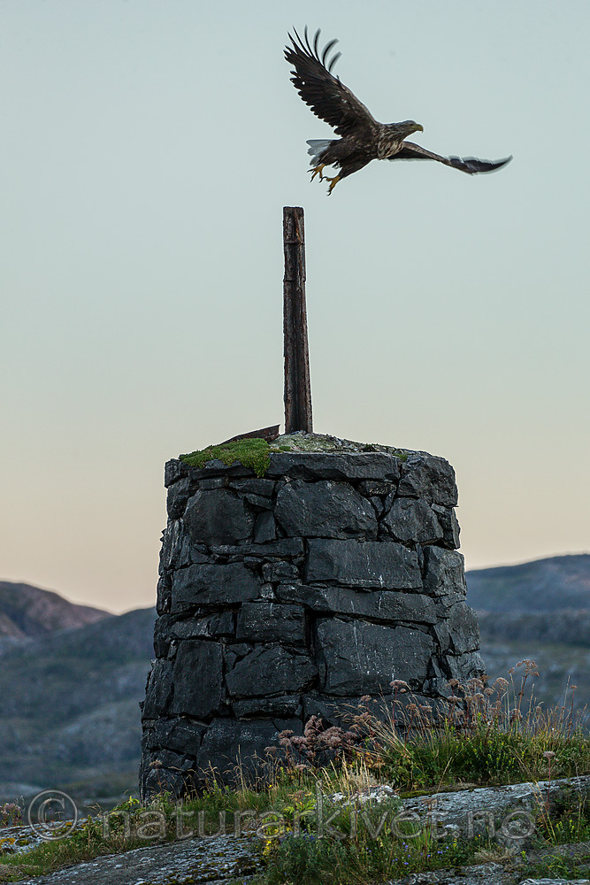 KA_160816_471 / Haliaeetus albicilla / Havørn