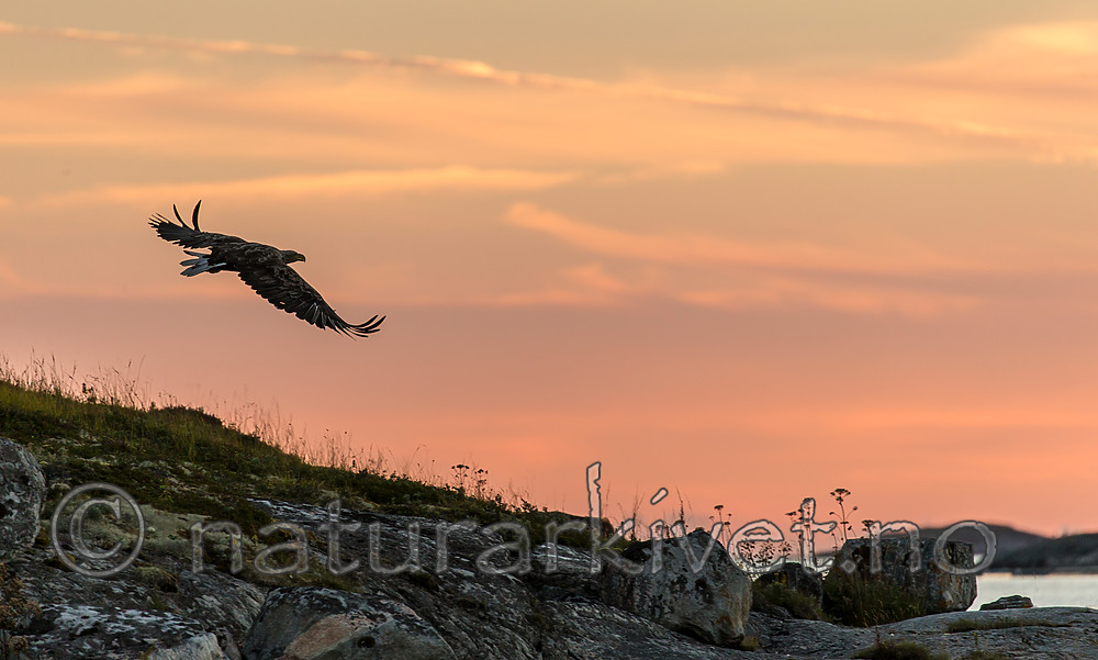 KA_160816_473 / Haliaeetus albicilla / Havørn