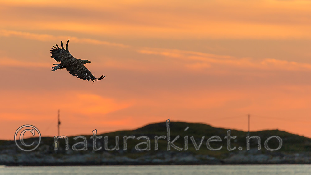KA_160816_474 / Haliaeetus albicilla / Havørn