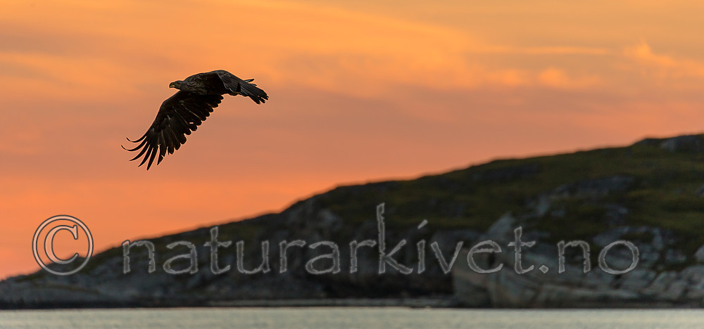 KA_160816_475 / Haliaeetus albicilla / Havørn
