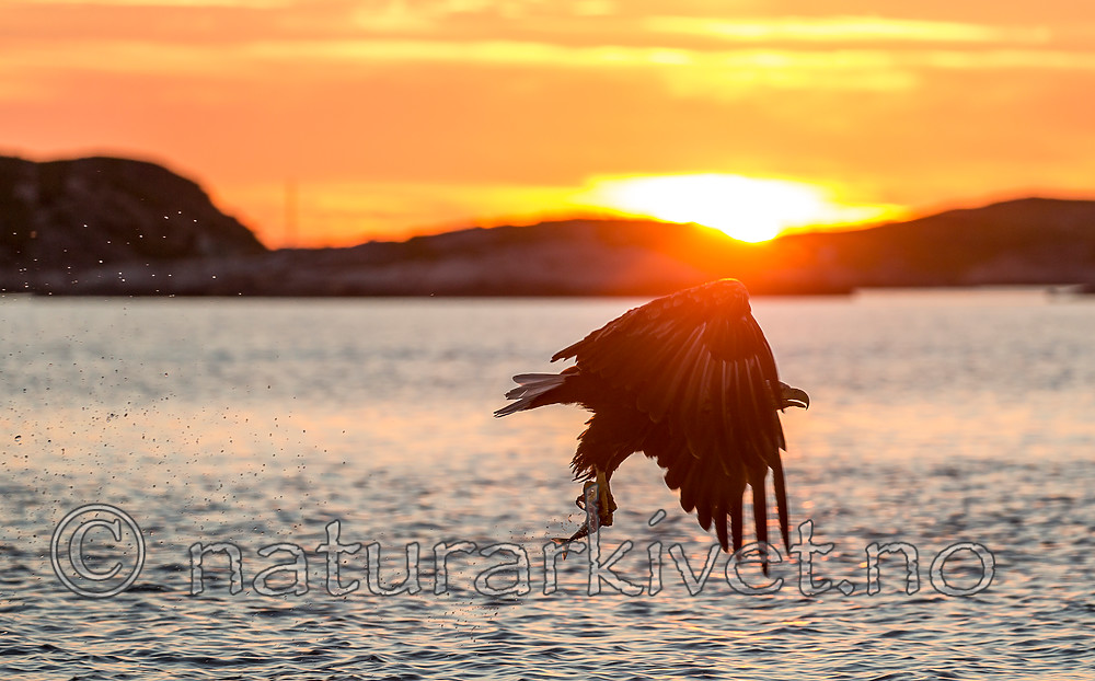 KA_160816_493 / Haliaeetus albicilla / Havørn