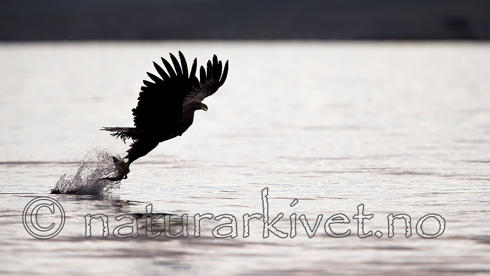 KA_160816_59 / Haliaeetus albicilla / Havørn