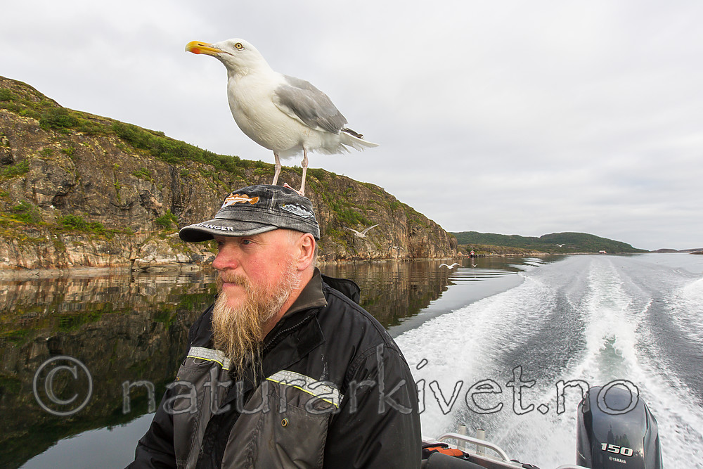 KA_160816_77 / Larus argentatus / Gråmåke