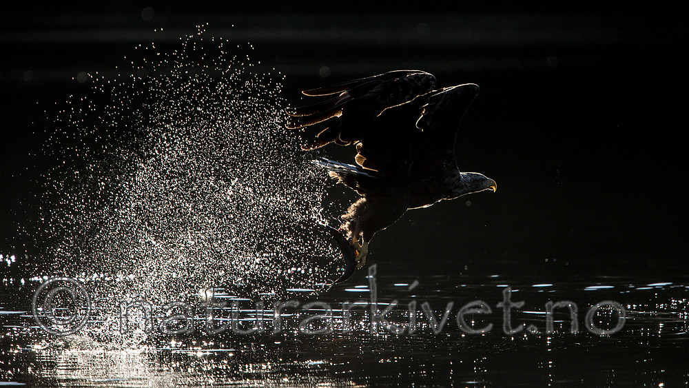 KA_160817_100 / Haliaeetus albicilla / Havørn