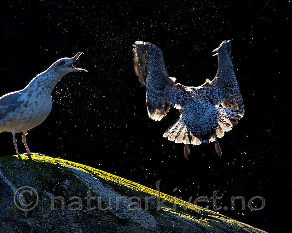 KA_160817_152 / Larus argentatus / Gråmåke