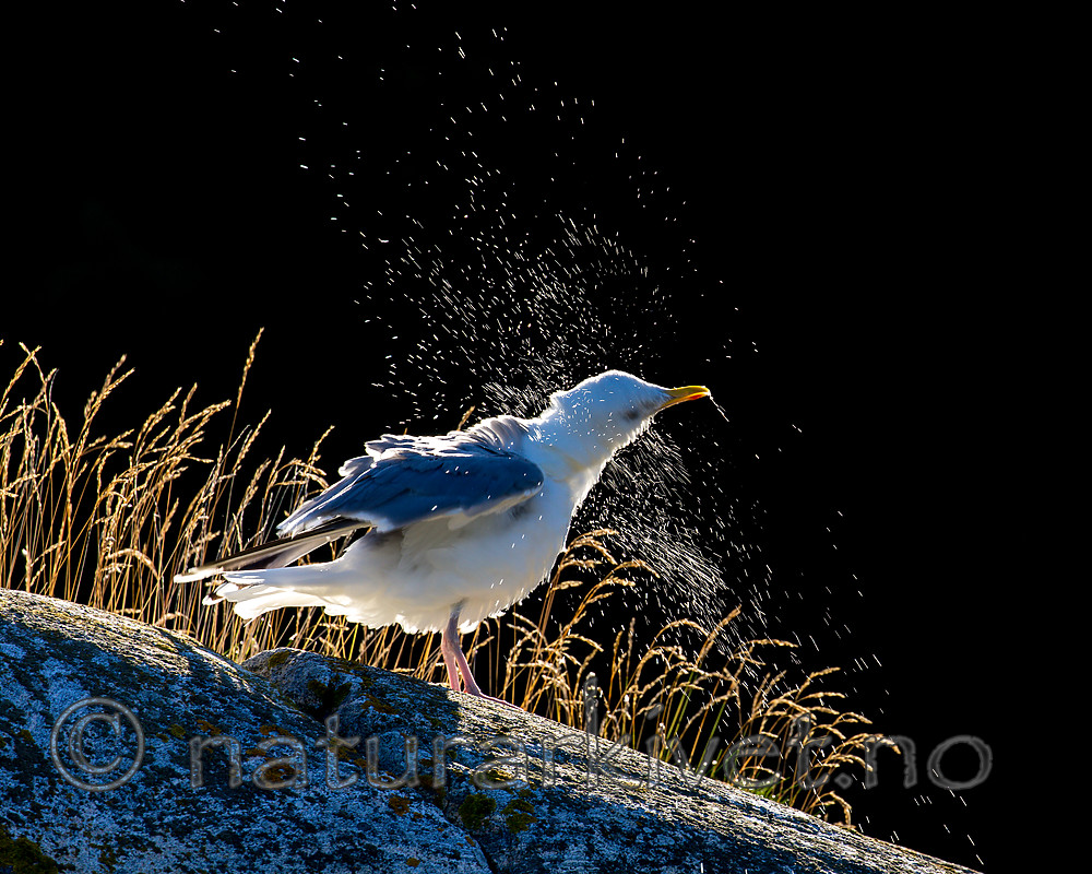 KA_160817_154 / Larus argentatus / Gråmåke