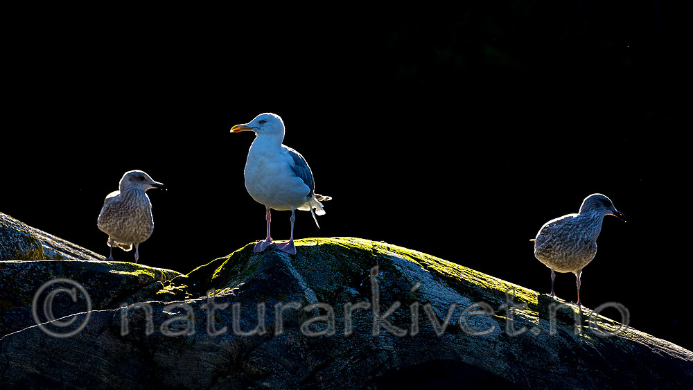 KA_160817_164 / Larus argentatus / Gråmåke