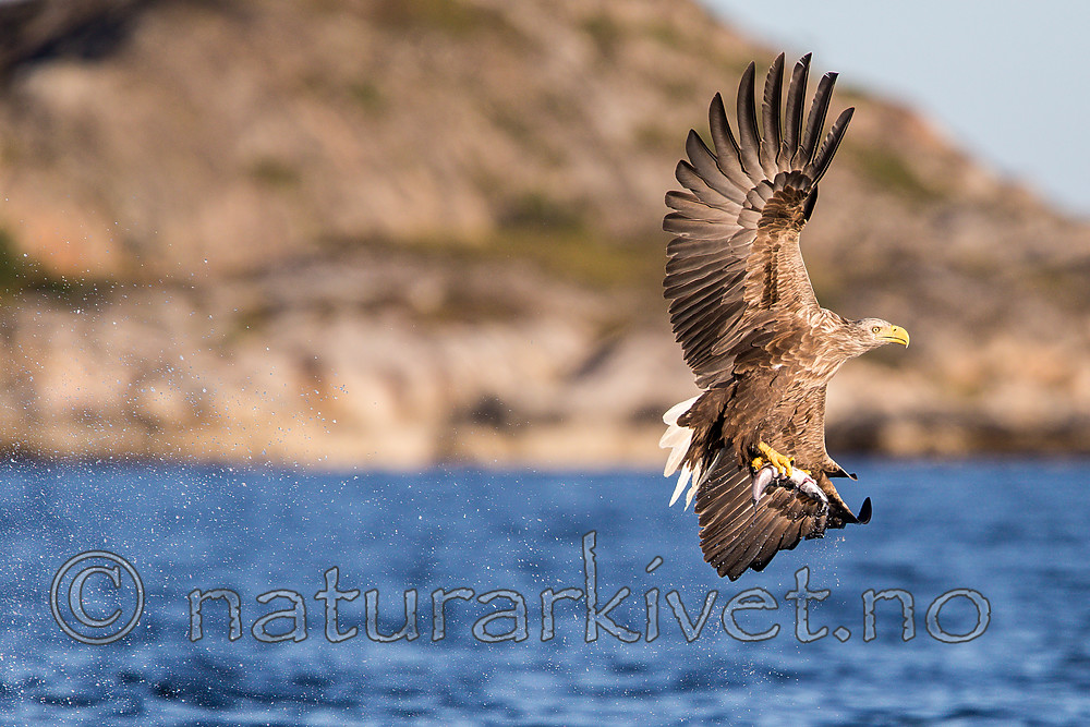 KA_160817_18 / Haliaeetus albicilla / Havørn