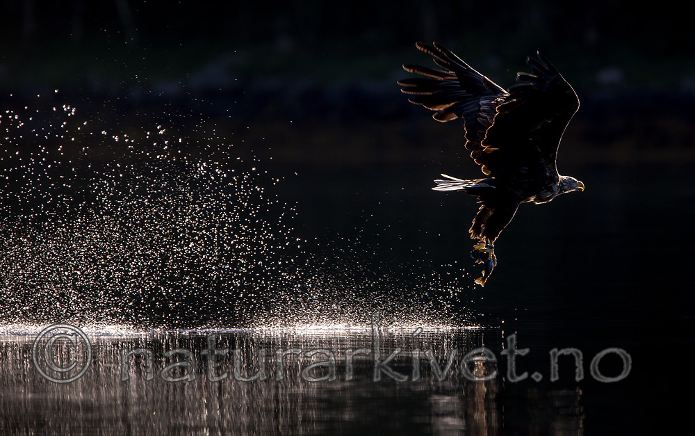 KA_160817_185 / Haliaeetus albicilla / Havørn