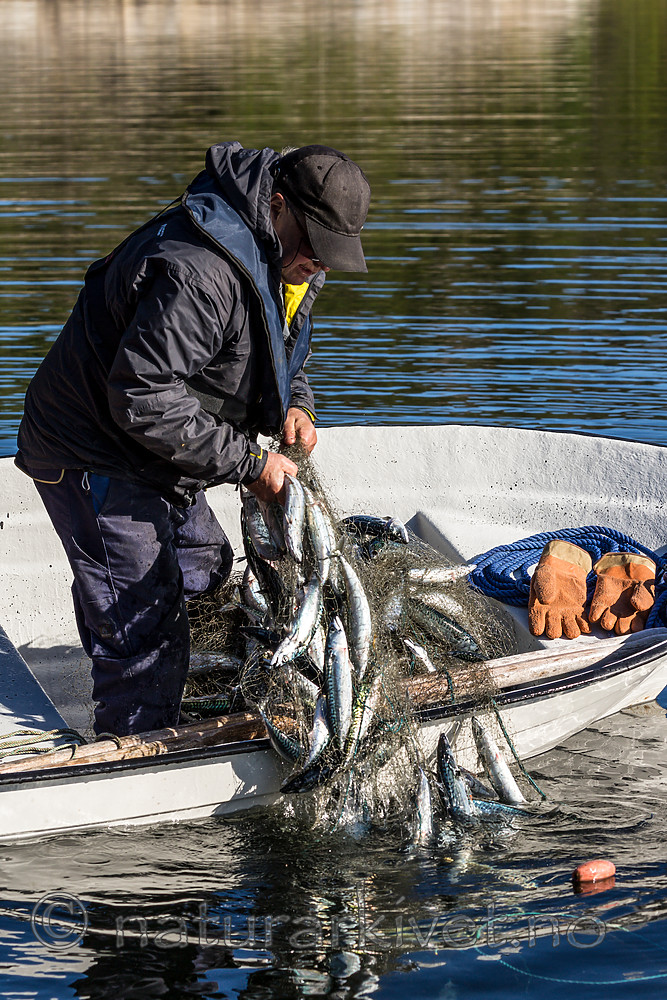 KA_160817_199 / Scomber scombrus / Makrell