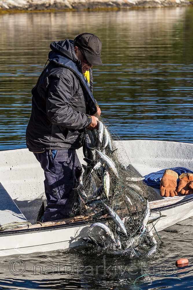 KA_160817_200 / Scomber scombrus / Makrell