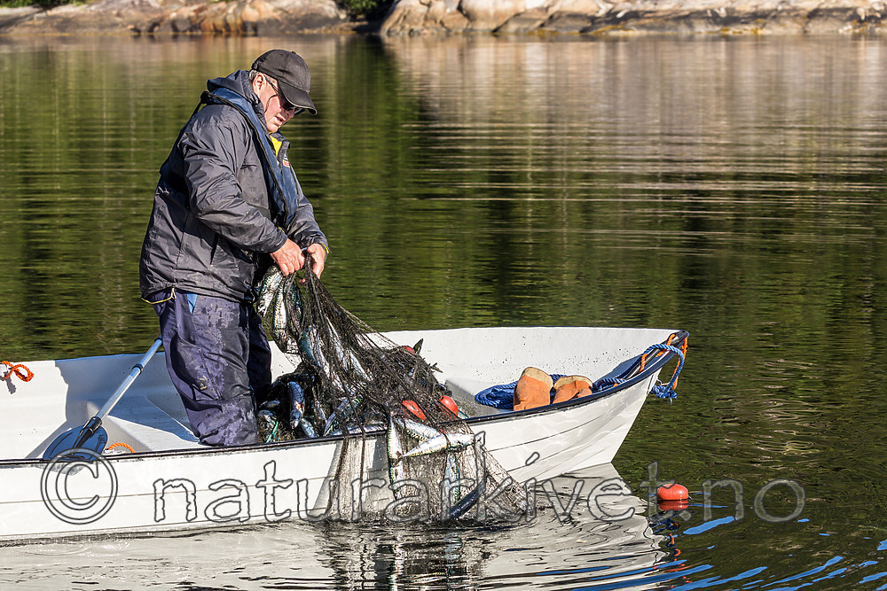 KA_160817_205 / Scomber scombrus / Makrell