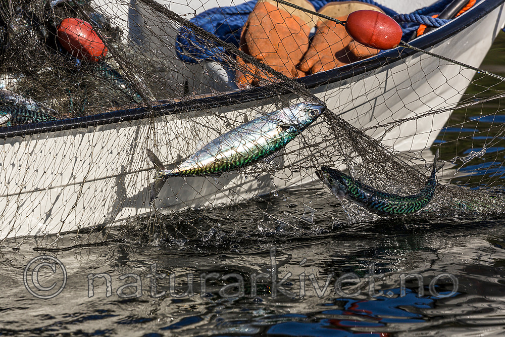 KA_160817_206 / Scomber scombrus / Makrell