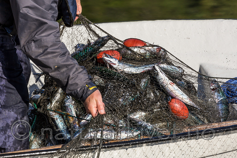 KA_160817_207 / Scomber scombrus / Makrell