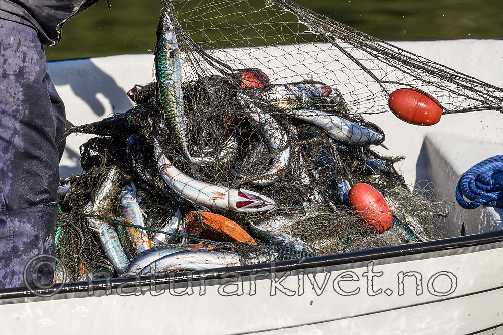 KA_160817_208 / Scomber scombrus / Makrell