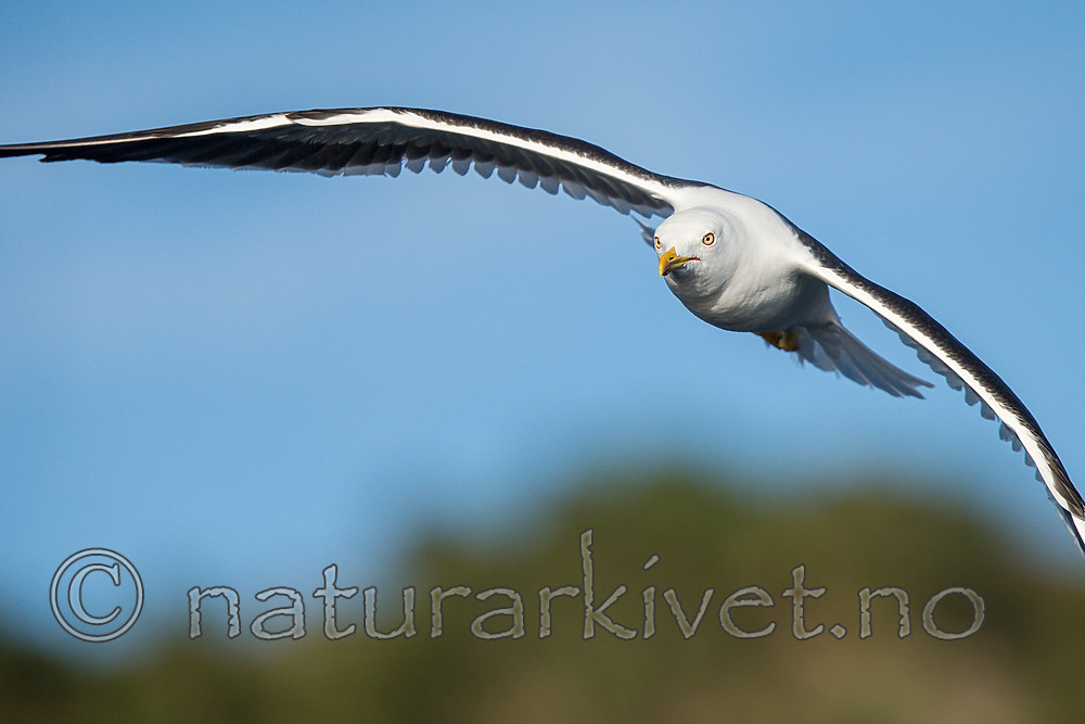KA_160817_24 / Larus fuscus / Sildemåke <br /> Larus fuscus fuscus