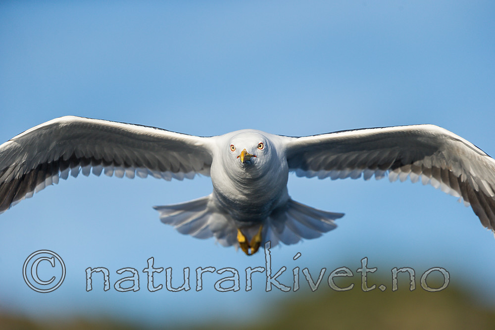 KA_160817_25 / Larus fuscus / Sildemåke <br /> Larus fuscus fuscus